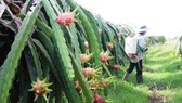 Giá thanh long ở Bình Thuận đang giảm sâu, nông dân thua lỗ nặng