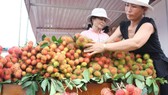 Rambutan price has increased to a record high in the  Mekong Delta (Photo: SGGP)