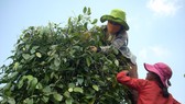 Farmers harvest pepper in the Central Highlands (Photo: SGGP)
