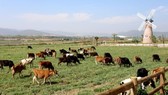 Organic Da Lat farm, the first one meeting European standards in Vietnam (Photo: SGGP)