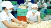 Vietnam is the world’s top cashew nut exporter (Photo: SGGP)