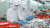 Shrimp processing at Seafood Joint Stock Company No.1 (Photo: SGGP)