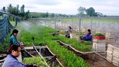Workers nurse seedlings at Nguyen Hanh Plantation Service Company in the central province of Binh Dinh. (Photo: VNA/VNS)
