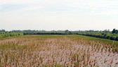 A rice field dies of drought and salt intrusion. Vietnam and the Netherlands have cooperated together in climate change adaption (Photo: SGGP)
