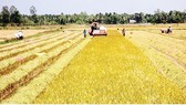 Farmers harvest winter spring rice in Dong Thap province (Photo: SGGP)