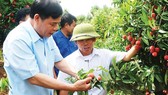 The leader of the Ministry of Agriculture and Rural Development visits a litchi orchard in Bac Giang province (Photo: SGGP)