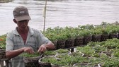 A farmer prepares Tet flower in Sa Dec flower village, Dong Thap province