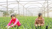Farmers taking care of Lisianthus plants for the Tet holiday in Thai Phien flower village, Da Lat city (Photo: SGGP)