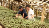Ginseng growing zone of Ngoc Linh Ginseng Kon Tum Joint Stock Company. (Photo: SGGP)