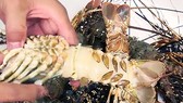 Lobsters were infected with shell disease. (Photo: SGGP)