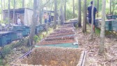  Một trại ong ở làng Mỹ Hòa (xã Giang Sơn Đông, Đô Lương, Nghệ An)