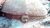 Khai quật rùa đá hàng trăm năm tuổi tại Angkor, Campuchia