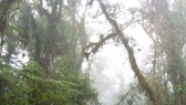 Sáng kiến hỗ trợ cộng đồng bản địa bảo vệ rừng