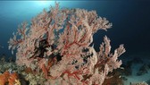 San hô mềm đóng vai trò quan trọng  trong hệ sinh thái biển