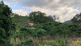 Thửa đất của ông Phạm Văn Trường bị UBND huyện Bảo Lâm (tỉnh Lâm Đồng) cấp nhầm vị trí