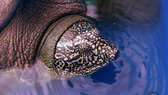 Phát hiện cá thể rùa cái Hoàn Kiếm quý hiếm ở hồ Đồng Mô