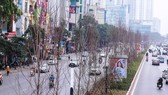 Vì sao hàng cây phong lá đỏ ở Hà Nội bị thay thế?