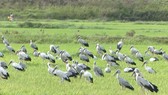 Đàn chim lạ xuất hiện tại Quảng Trị được xác định ban đầu là cò nhạn