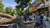 Trung tâm Công viên cây xanh Huế tiến hành đốn hạ cây long não hàng trăm tuổi trước Gác Trịnh vào sáng 18-7 ​