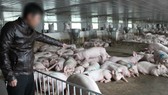 Nhiều người dân chăn nuôi heo quy mô lớn ở tỉnh Hà Tĩnh đang gặp khó khăn