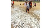 Cá vào bờ biển xã Cẩm Nhượng
