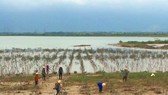 Trồng rừng ngập mặn ven sông cửa biển ở Hà Tĩnh