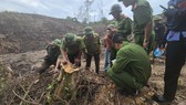 Lực lượng chức năng kiểm tra hiện trường cây gỗ tự nhiên bị khai thác trái phép