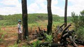 Rừng thông bị chặt hạ để bán đất rừng cho người dân