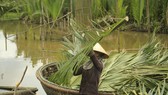 Rừng dừa nước sắp bị chặt bỏ 50ha để làm hồ chứa nước Thái Cân. Ảnh NGUYỄN TRANG