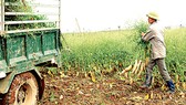 Hàng ngàn tấn củ cải trắng của nông dân xã Tráng Việt  (Mê Linh - Hà Nội) không bán được hoặc bán giá rẻ bèo
