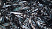 146 tỷ đồng sản xuất giống cá tra 3 cấp chất lượng cao 