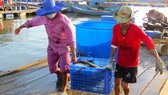Khánh Hòa: Dân bán tháo hàng chục ngàn con cá bớp nuôi