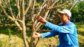 Nông dân huyện Lai Vung (Đồng Tháp) khốn đốn  vì cây có múi bị dịch bệnh 