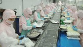 Chế biến tôm xuất khẩu sang Nhật tại Công ty Cofidec                                                                            Ảnh: CAO THĂNG