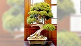 Trộm bonsai gần 120.000 USD