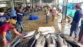 Ngư dân Khánh Hòa khai thác cá ngừ đại dương xuất khẩu