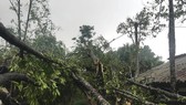 Cây cối đổ ngổn ngang sau trận lốc xoáy trước đó ở Hà Tĩnh