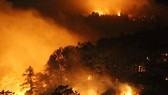 Khởi tố đối tượng gây ra vụ cháy 150ha rừng trồng tại Phú Yên
