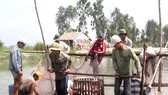 Thu hoạch cá tra ở An Giang 