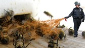 Lời cảnh báo từ ong