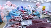 Chế biến sản phẩm cá ngừ đại dương xuất khẩu tại nhà máy của Công ty Cổ phần Bá Hải (Phú Yên). Ảnh: TTXVN
