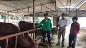 Hà Tĩnh: Hơn 500 con gia súc bị nhiễm bệnh viêm da nổi cục