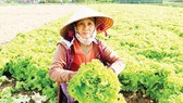 Người trồng rau ở xã Nghĩa Dũng (TP Quảng Ngãi)  cắt bỏ rau xà lách quá lứa. Ảnh: NGUYỄN TRANG