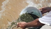 Thả 41.000 con cá giống vào sông Hương