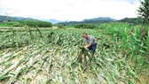 Một nông dân kiểm tra cánh đồng bắp bị thiệt hại do lũ lụt  ở tỉnh Quý Châu, Trung Quốc. Ảnh: REUTERS