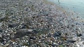 Cá chết hàng loạt ở thượng nguồn sông Sài Gòn