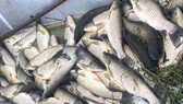 Thanh Hóa: Phân tích chất lượng nước giếng sau khi cá chết trên sông Mã