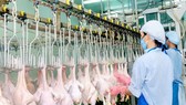 Bình Phước: Xây dựng chuỗi sản xuất gà an toàn phục vụ xuất khẩu 