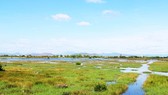 Ruộng đồng của người dân thôn Huỳnh Giản Bắc (xã Phước Hòa, huyện Tuy Phước,  Bình Định) phải bỏ hoang vì nhiễm mặn nghiêm trọng. Ảnh: NGỌC OAI 