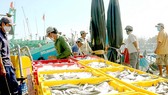 Nghề khai thác hải sản ở Bình Thuận vẫn cơ bản ổn định